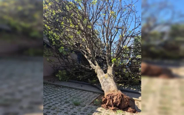 Queda de árvore atinge telhado de escola pública em Ceilândia Sul nesta terça-feira